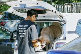 Bandara di China Timur Buka Ruang Tunggu bagi Hewan Peliharaan