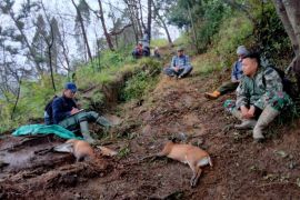 Kemenhut amankan pengorganisir perburuan liar di TN Gunung Merbabu