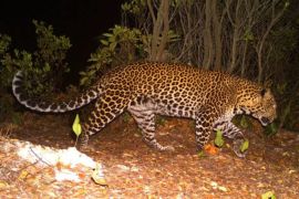 Pelarian Macan Tutul Kuningan, teguran atas rusaknya hutan Jawa