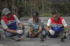 Pertamina nyalakan energi dan asa petani di Rantau Dedap Sumsel