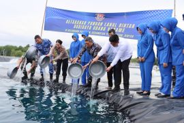 TNI AL budidaya udang vaname perkuat ketahanan pangan di Bintan-Kepri