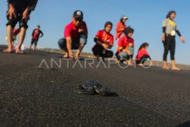 LKBN ANTARA DIY lestarikan penyu, lepas tukik di Pantai Congot