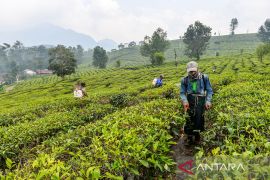 Pemerintah targetkan luasan kebun teh di Indonesia capai 123 ribu hektare di tahun 2045