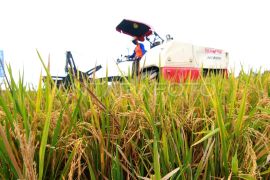 Program Agrosolution Pupuk Kaltim jangkau lebih dari 50 ribu petani