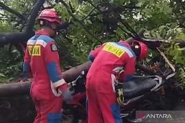 Pohon besar di Kembangan roboh menimpa kabel utilitas dan kendaraan