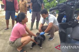 Kabupaten OKU Timur siapkan 2.000 dosis vaksin rabies