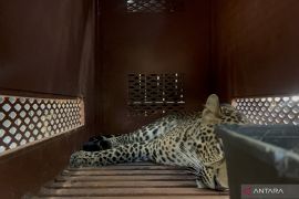 Macan tutul masuk hotel di Bandung, evakuasi makan waktu 3 jam