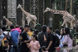 Ragunan andalkan tim medis agar satwa tak stres pada jam malam hari