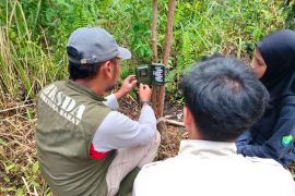 BKSDA Sumbar tingkatkan penanganan harimau di jalan lintas sumatera