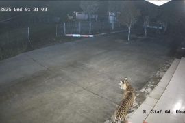 BKSDA Sumbar siaga satu setelah harimau sumatera muncul di BRIN Agam