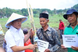 Bantul menanam perdana tebu upaya dukung swasembada pangan