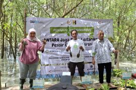 ANTARA menggelar TJSL rehabilitasi mangrove di Lampung Timur