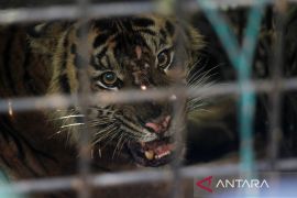 Harimau sumatra masuk kandang jebak di Batu Brak Lampung Barat