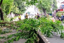 Jakbar gencarkan pemangkasan pohon cegah tumbang saat hujan