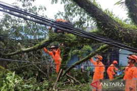 Banjarmasin keluarkan peringatan waspada pohon tumbang 