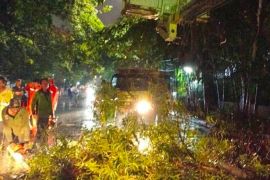 Sudin Jakut siagakan satgas pohon tumbang saat cuaca buruk