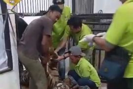 BKSDA Bengkulu: Harimau Sumatra mati akibat perdarahan otak