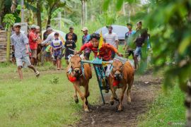 Tradisi karapan sapi di Lumajang