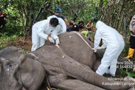Gajah betina berusia 45 tahun mati di Taman Nasional Way Kambas