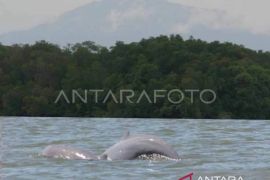 Pesut Mahakam di Ambang Punah, Lalu Lintas Tongkang Jadi Alarm Ekologis