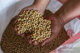 Harga kedelai naik, masyarakat diminta sesuaikan kebutuhan pangan