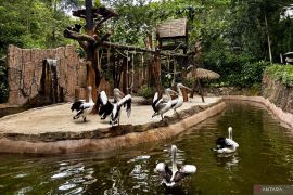 YMT: Bandung Zoo tak perlu galang donasi pakan satwa