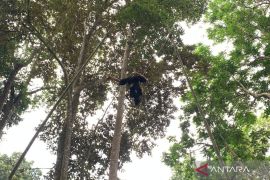 Atraksi lais tampil memukau dalam Pameran Foto Sakakala di Ciamis