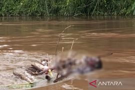 Mayat misterius ditemukan tersangkut di ranting Sungai Asem Kumbang, Katingan
