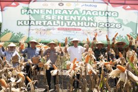 Sinergi Pemkab-Poltesta Sleman menghasilkan panen jagung empat ton