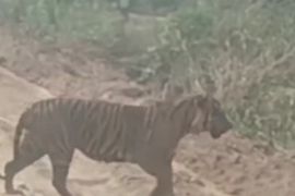 Ada kemunculan harimau di Jalur WIP Area Zamrud  PT BSP Dayun Siak, BB KSDA Riau respon begini