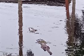 Buaya muara mucul dekat pemukiman di Tanjabtim