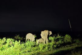 Indonesia alokasikan Rp2 trilun konservasi Taman Nasional Way Kambas