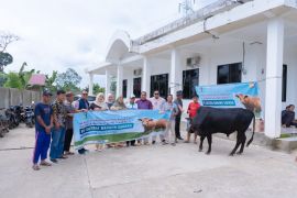 Momen HUT ke-11, Direktur Utama PT Satria Bahana Sarana serahkan bantuan sapi