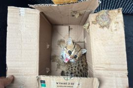 Kemenhut gagalkan perdagangan satwa liar di Magelang