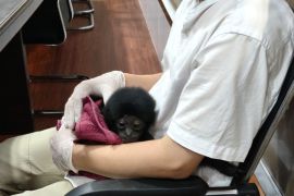 Polresta Pekanbaru tangkap pelaku jual satwa dilindungi "owa siamang" seharga Rp10 juta