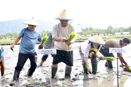 Pemprov Sulut distribusi 2.000 hektar lahan tingkatkan produksi pangan
