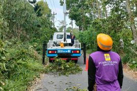 Angin kencang landa DIY, PLN pulihkan 21 penyulang utama 100 persen