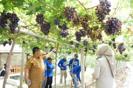Jadi Kawasan Agrowisata Favorit Kota Palu, Kebun Anggur Duyubangkit bukti kerja GTRA
