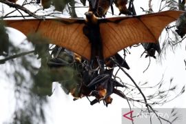 Hindari Virus Nipah, warga diminta tidak konsumsi buah yang terbuka
