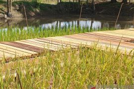 Pemkot Palembang optimalisasi 3.000 hektare sawah tingkatkan ketahanan pangan