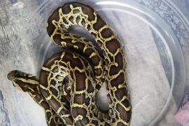 Kemenhut amankan warga Rusia berupaya selundupkan 202 satwa liar