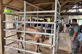 209 desa terdampak bencana di Aceh terima sapi meugang bantuan Presiden