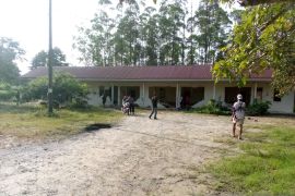 Kawanan gajah liar robohkan bangunan perumahan karyawan di Siak Riau