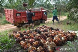 BPDP diminta perluas program pengembangan SDM kelapa sawit