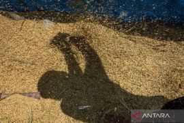 Bulog minta petani jual gabah sesuai usia panen demi kualitas CBP