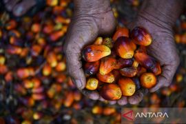 Biofuel jadi tameng strategis Indonesia hadapi gejolak energi global