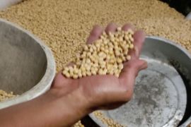 Harga kedelai naik, Dinas Perdagangan Kota Semarang susun strategi