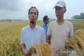 Petani Lamsel kembangkan padi biosalin di lahan tambak udang