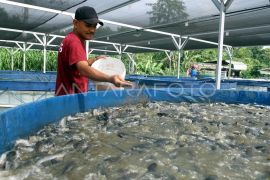 KKP dukung budi daya ikan bioflok untuk pemberdayaan desa