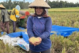 Menjaga detak nadi lumbung padi: Perisai Bulog di tengah pusaran alih fungsi lahan Bali